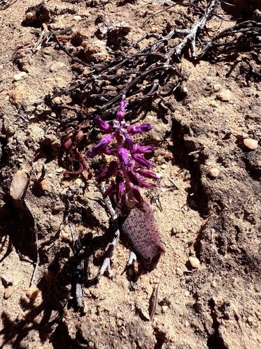 Lachenalia nardousbergensis