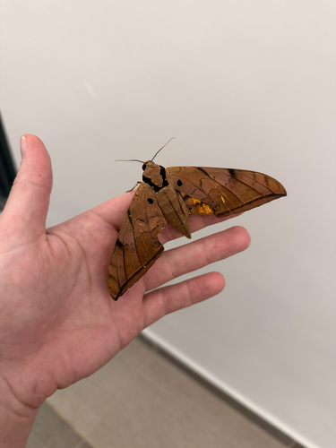 Ambulyx pryeri