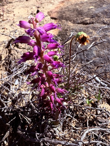 Lachenalia nardousbergensis