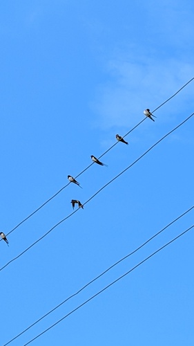 Barn Swallow