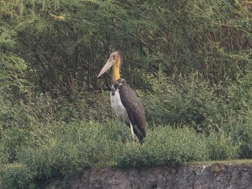 Lesser Adjutant