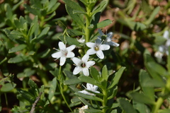 Myoporum insulare