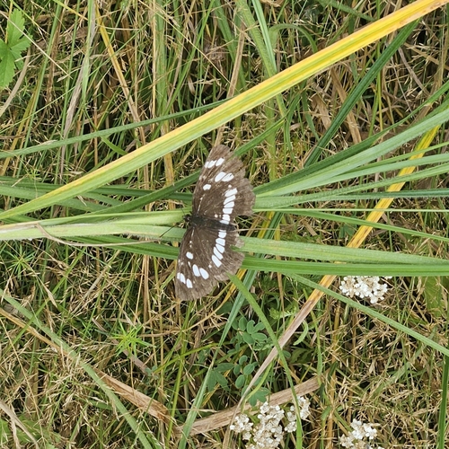 Hungarian Glider