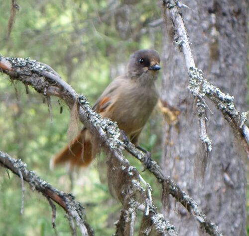 Siberian Jay