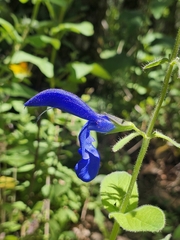 Salvia patens