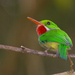 Puerto Rican Tody - Photo (c) Kent Miller, some rights reserved (CC BY-ND)
