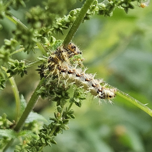European Comma