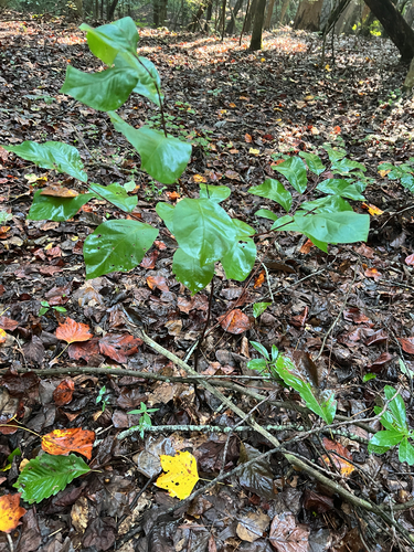 Small-Flower Pawpaw