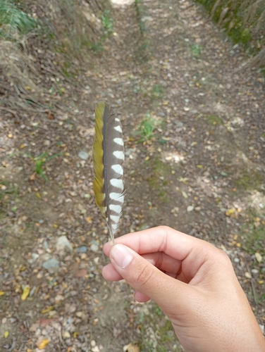 Plume de Pic de Sharpe