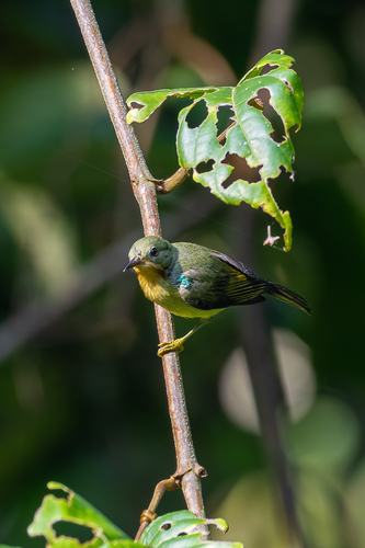Ruby-cheeked Sunbird