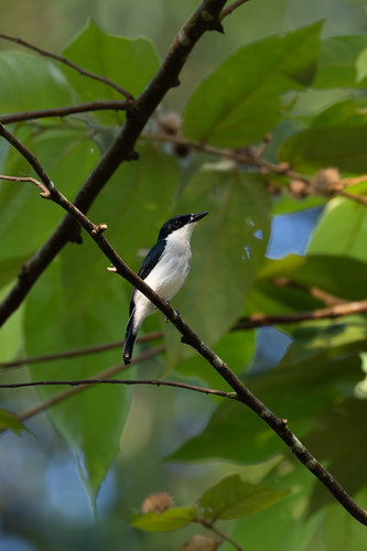Black-winged Flycatcher-shrike