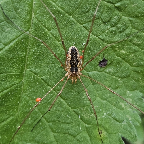 European Harvestman