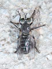 Atomosia melanopogon