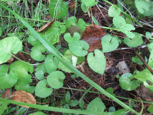 Viola selkirkii, photograph 6