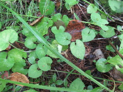 Viola selkirkii, photograph author not stated, no rights reserved