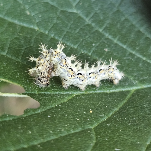 European Comma