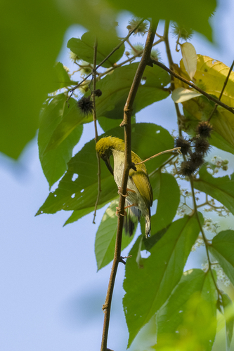 Gray-breasted Spiderhunter
