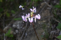 Primula fassettii