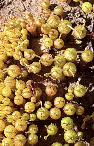 Crassula aphylla