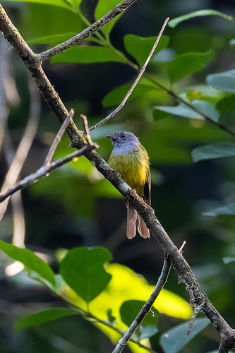Grey-headed Canary-Flycatcher