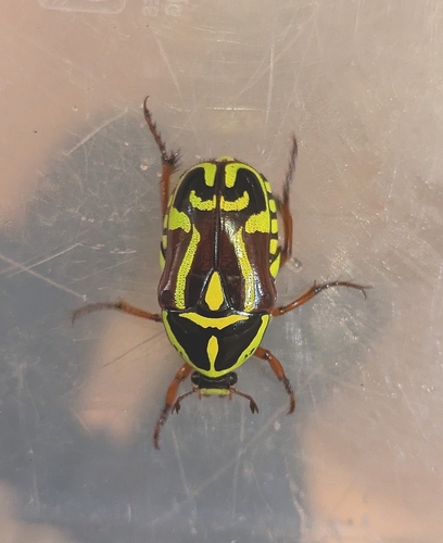 Fiddler Beetle