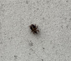 Lignyodes enucleator