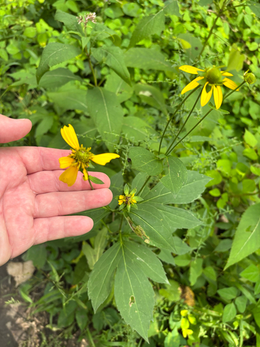 iNaturalist observation photo of cutleaf coneflower