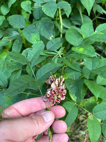 iNaturalist observation photo of American groundnut