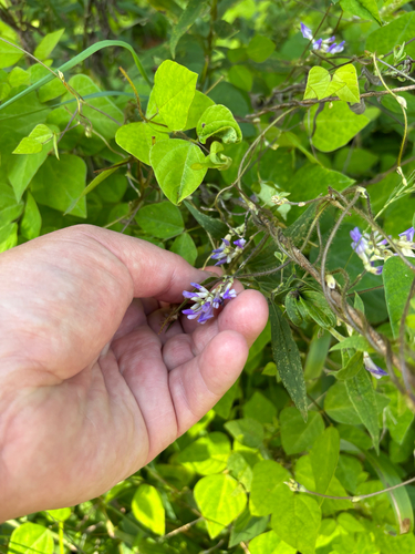 iNaturalist observation photo of American hog-peanut