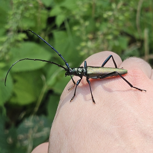 Musk beetle