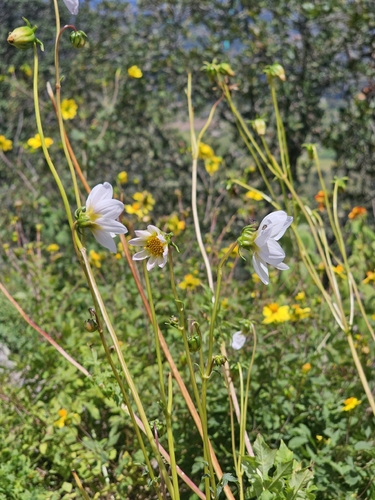 Dahlia merckii, photograph 6