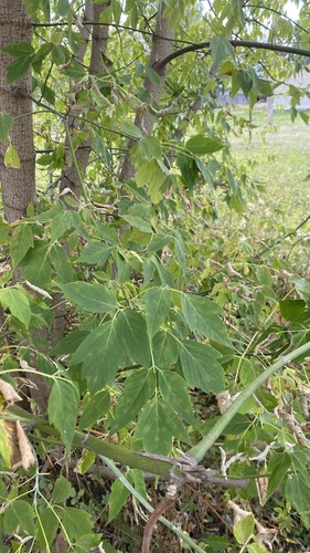 box elder