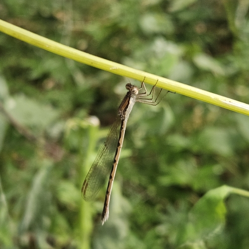 Common Winter Damselfly