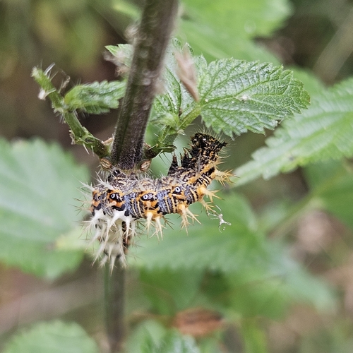 European Comma