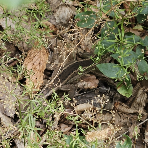 Green Lizard