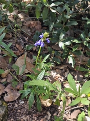 Salvia laevis