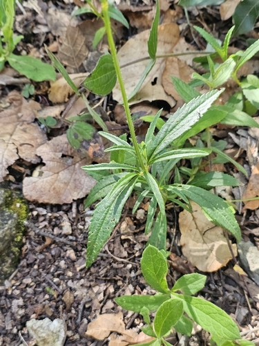 Salvia laevis, photograph 2