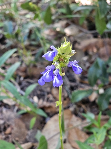 Salvia laevis, photograph 3