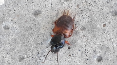 Gynandromorphus etruscus