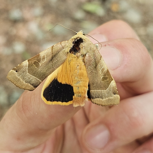 Broad-bordered Yellow Underwing