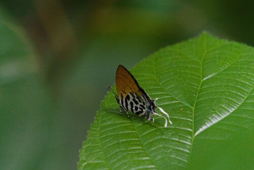 Drupadia ravindra