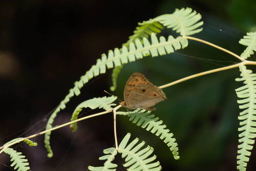 Junonia almana