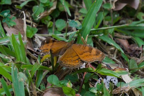 Junonia hedonia