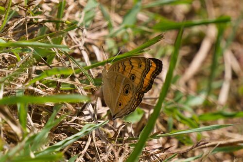 Junonia almana