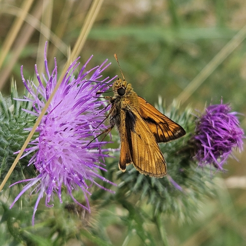 Large Skipper