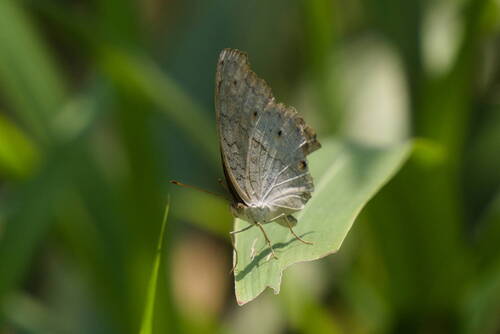 Junonia atlites