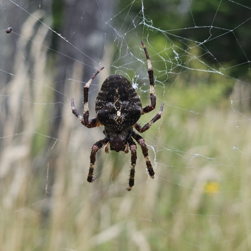 Angular Orbweaver Spider