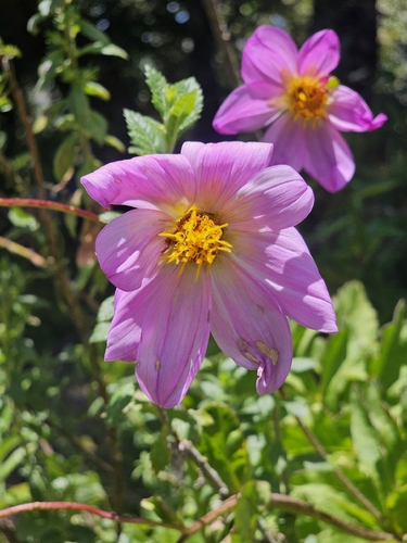 Dahlia sorensenii, photograph 5