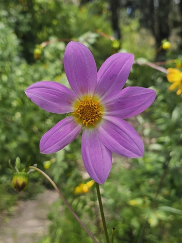 Dahlia sorensenii, photograph 6