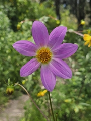 Dahlia sorensenii, photograph (c) Erick Vélez Sánchez, some rights reserved (CC BY)